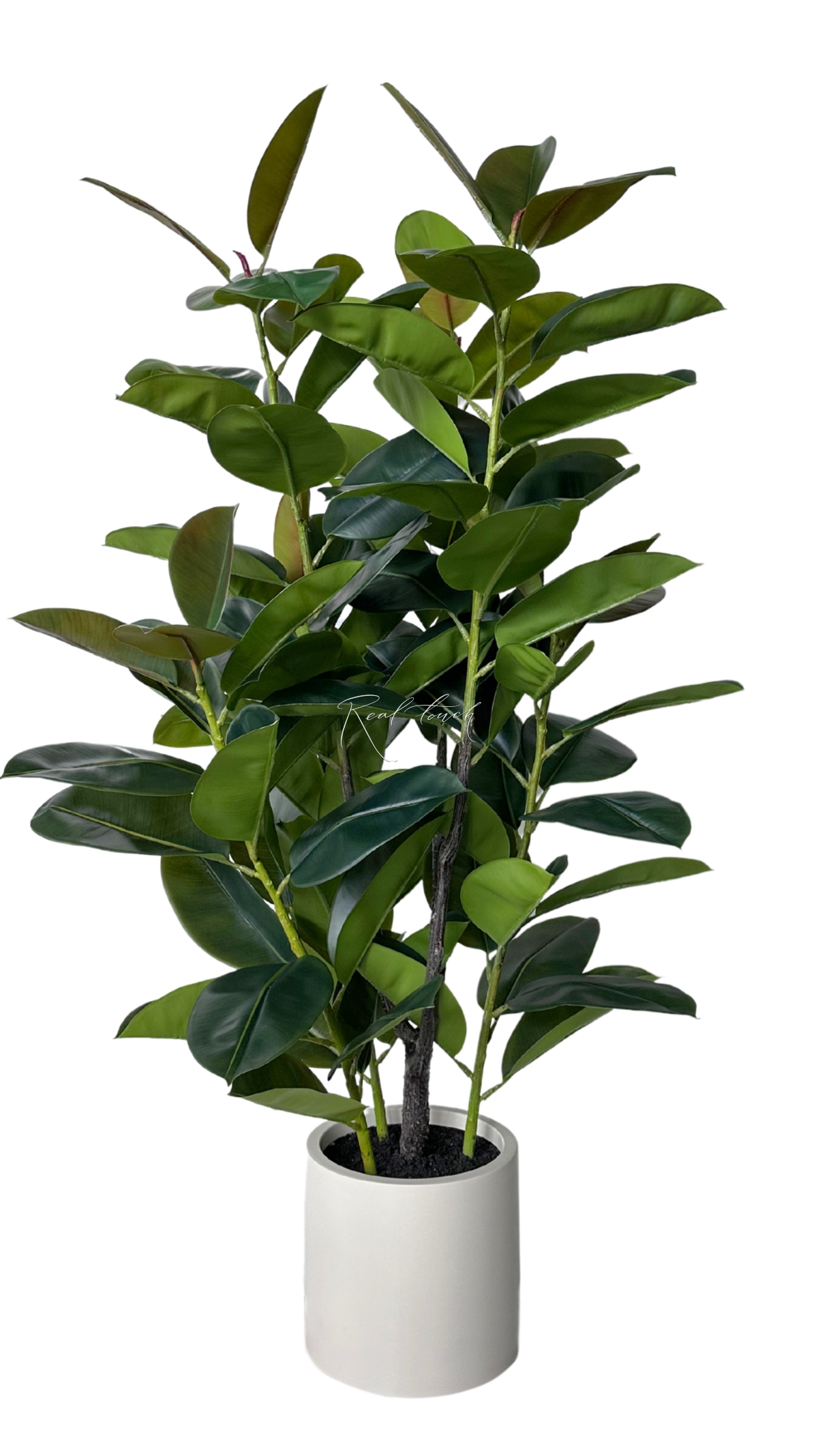 Rubber tree in pot 150cm  - green
