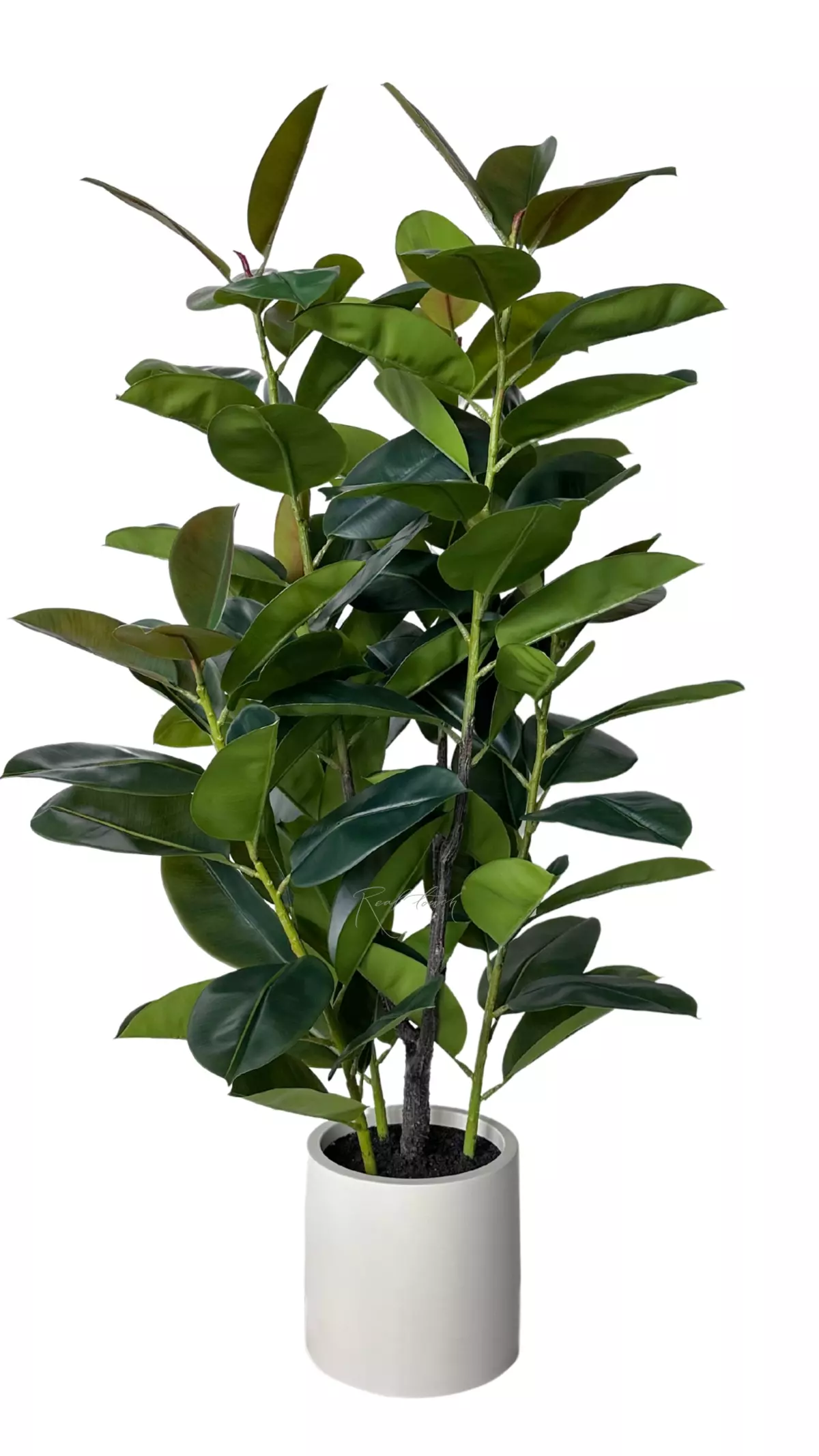 Rubber tree in pot 150cm  - green