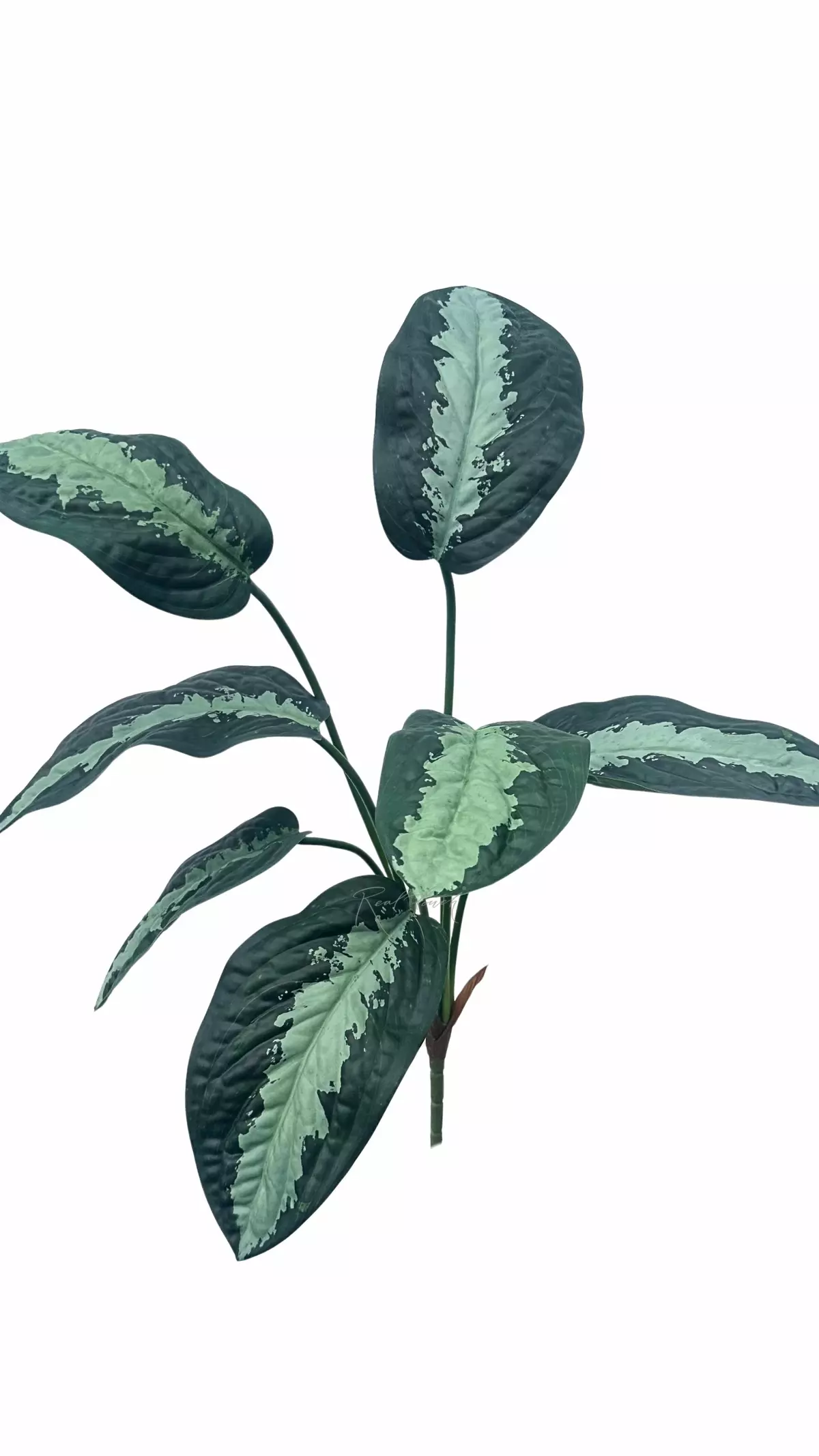 Aglaonema bush of 7 leaves - Green (light center)