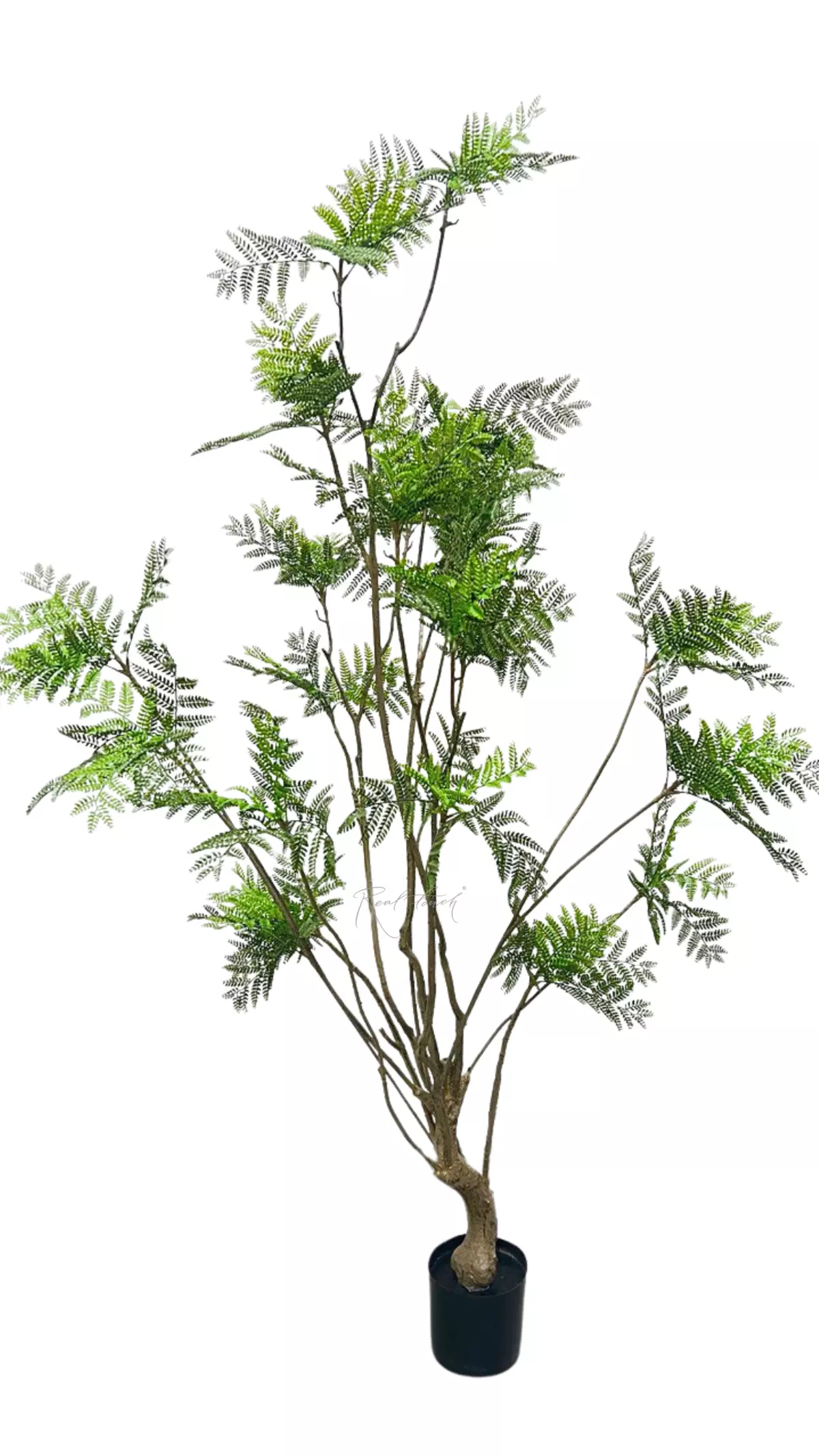 Jacaranda Tree 230 cm - green