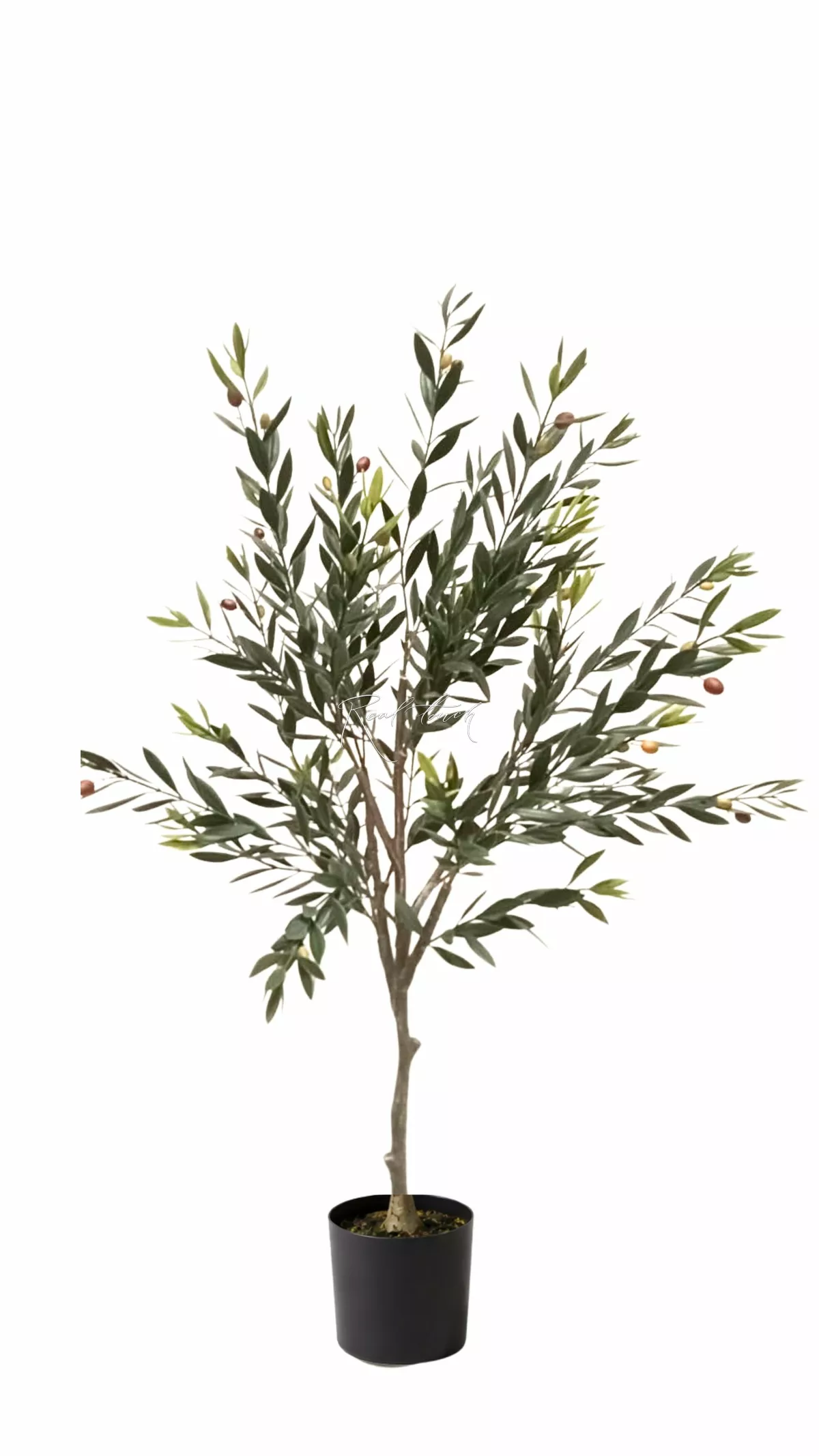 Olive tree-bush 120 cm - green