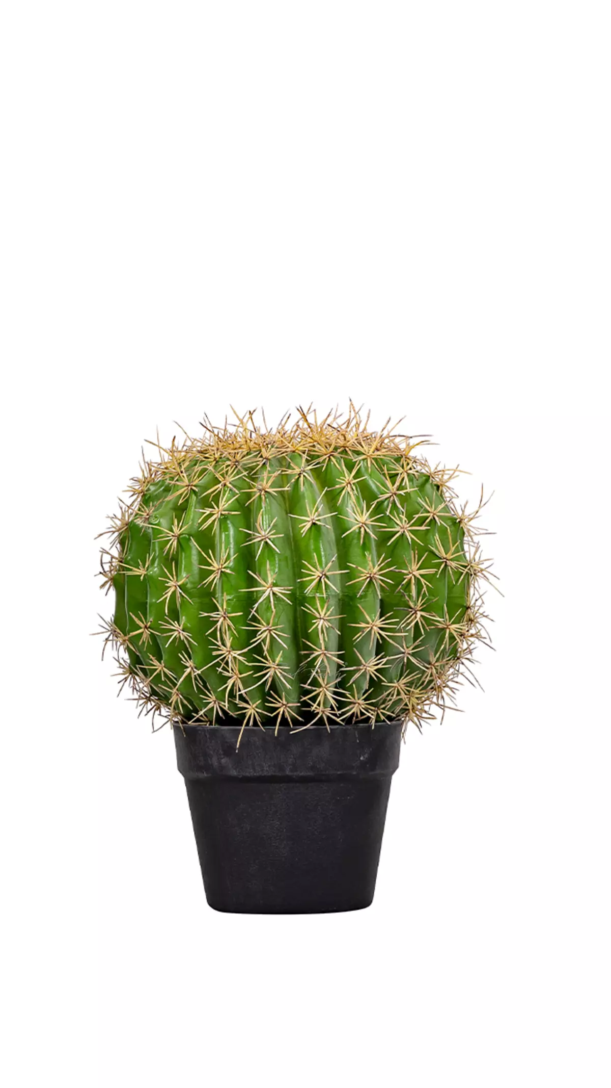 Echinocactus Grusonii Golden barrel medium - green