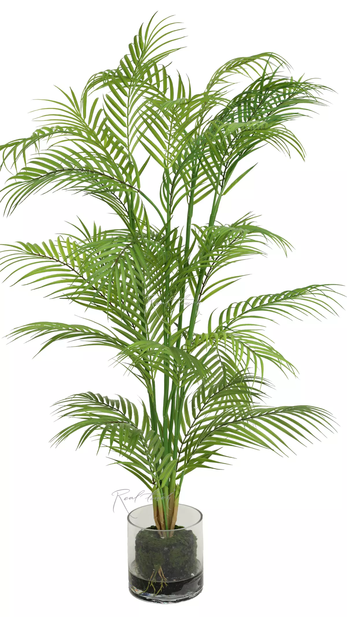 Palm Areca in a glass planter - green