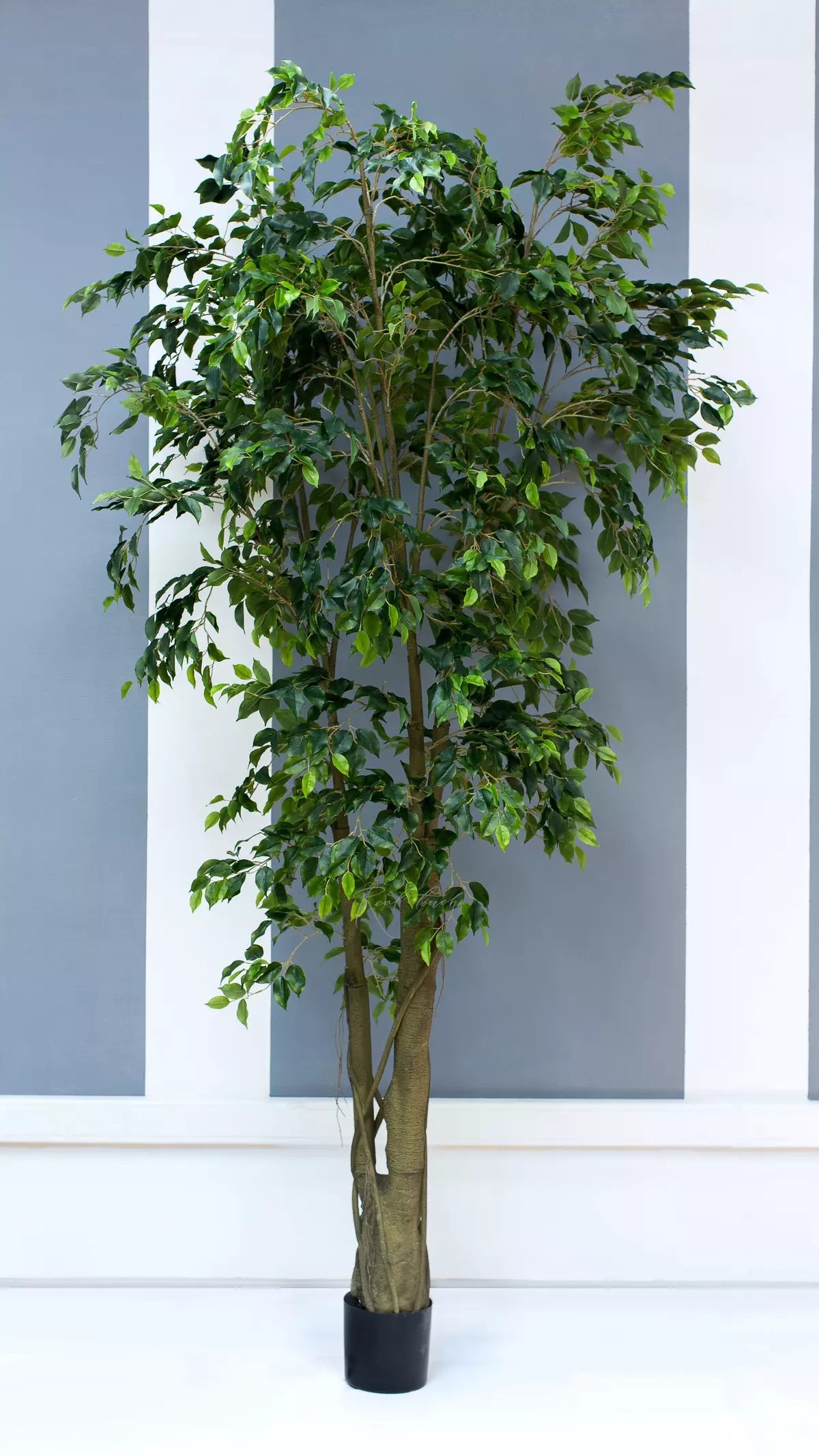 Artificial  Ficus Benjamina Weeping fig 300cm  - green