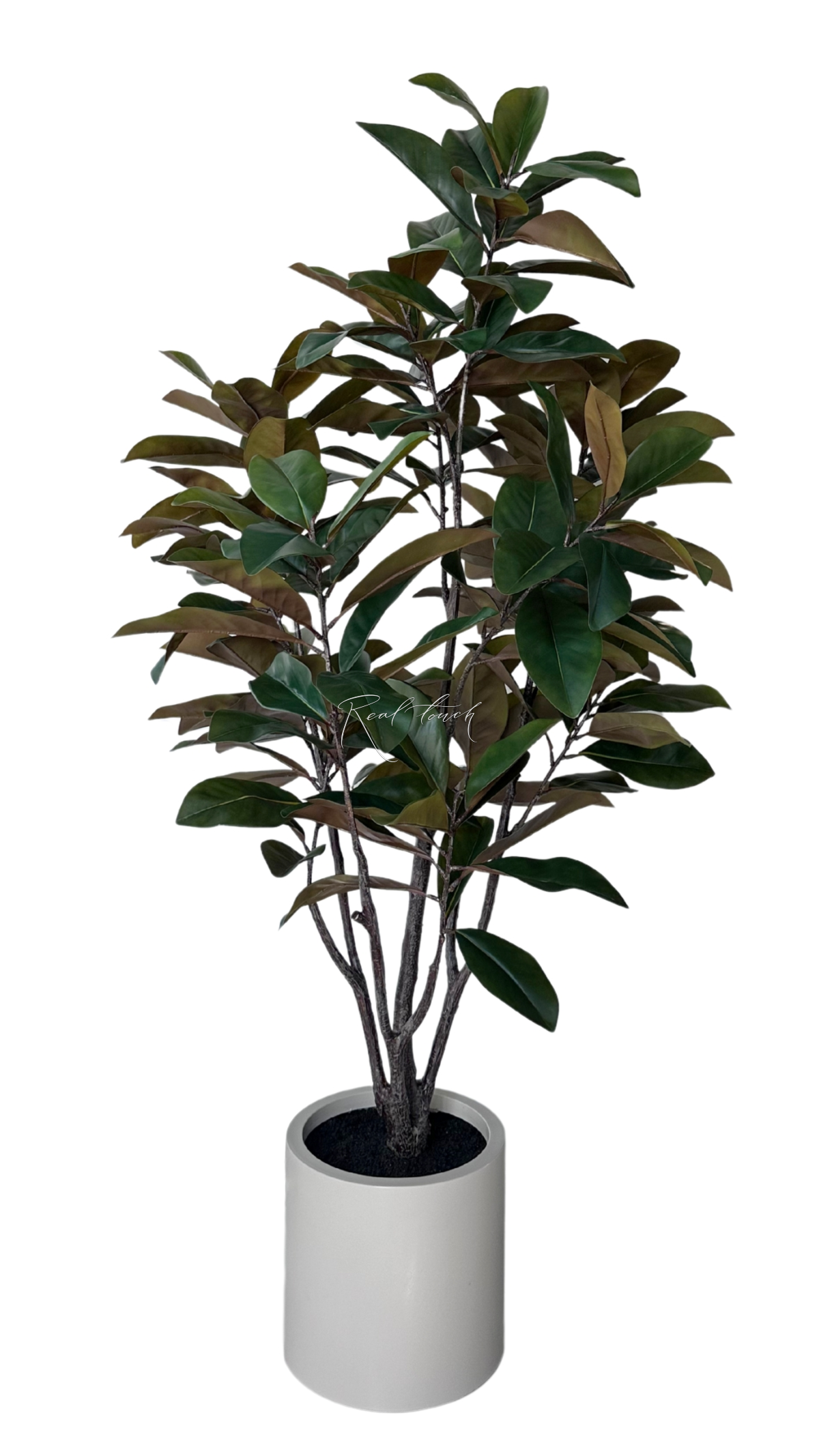 Magnolia in pot 180cm - green