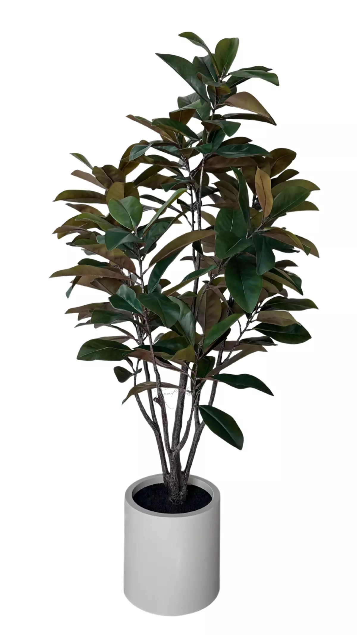 Magnolia in pot 180cm - green Magnolia in pot 180cm - green