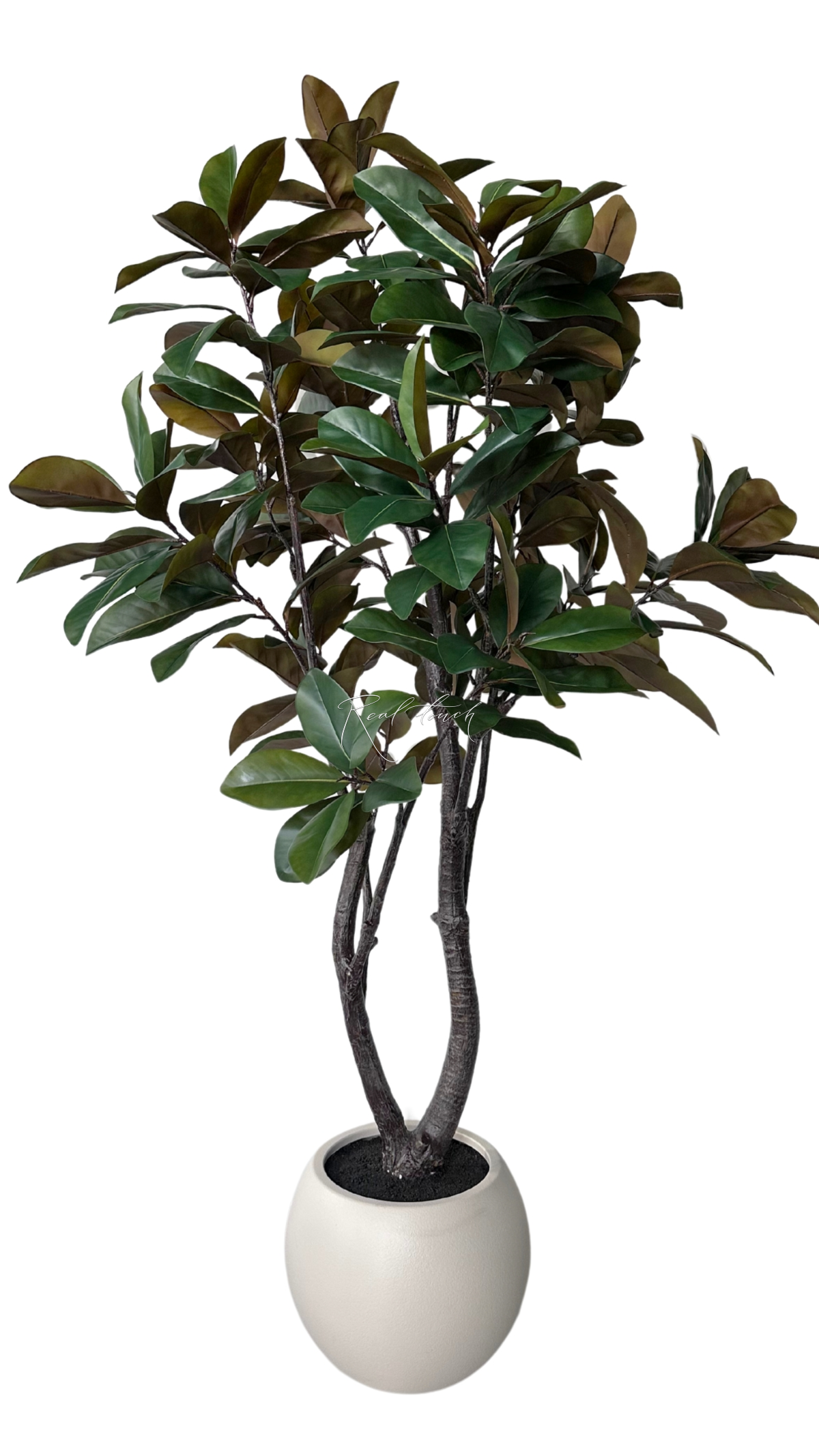 Magnolia in pot 210cm - green
