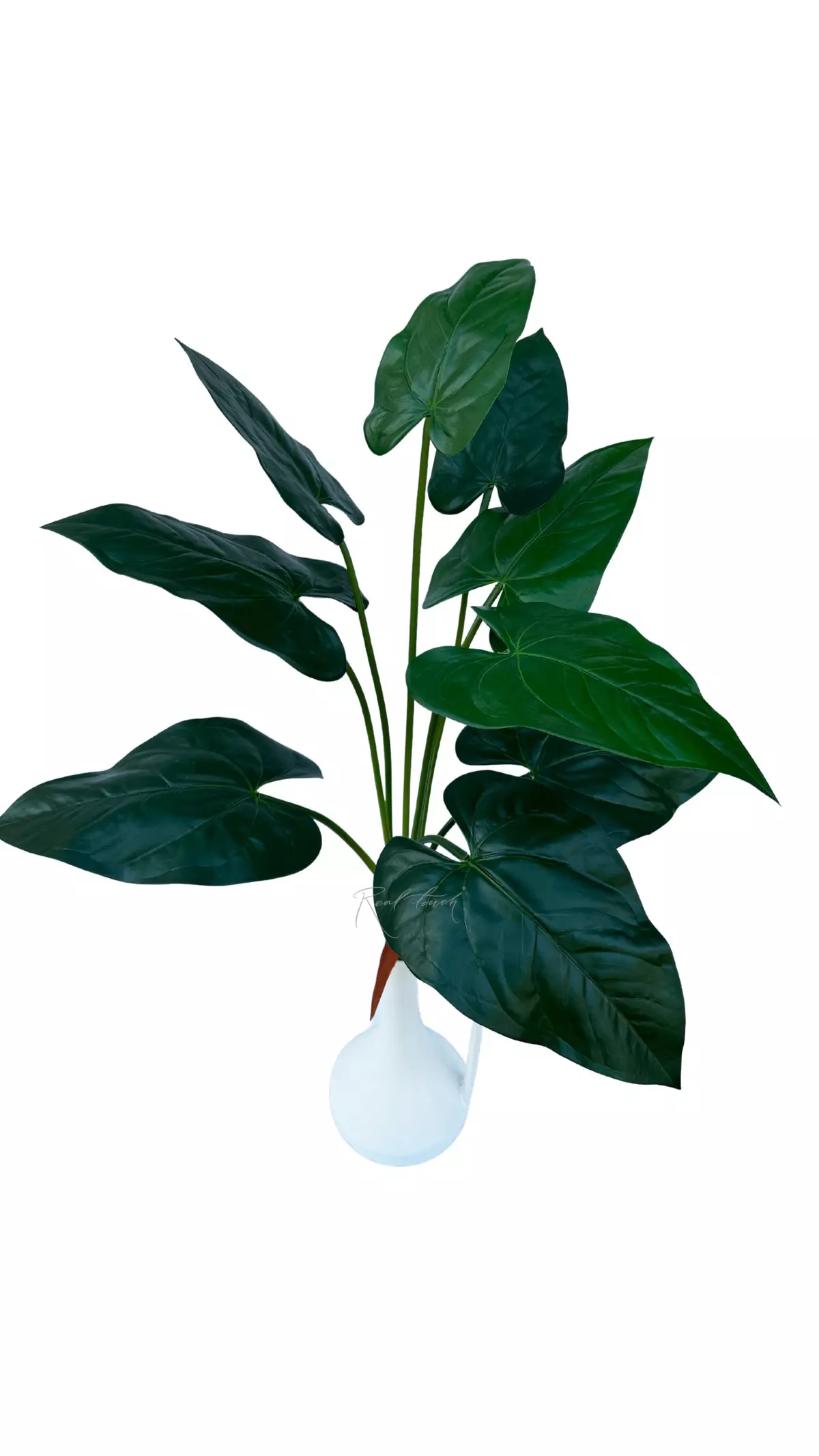 Anthurium bush of 9 leaves - green