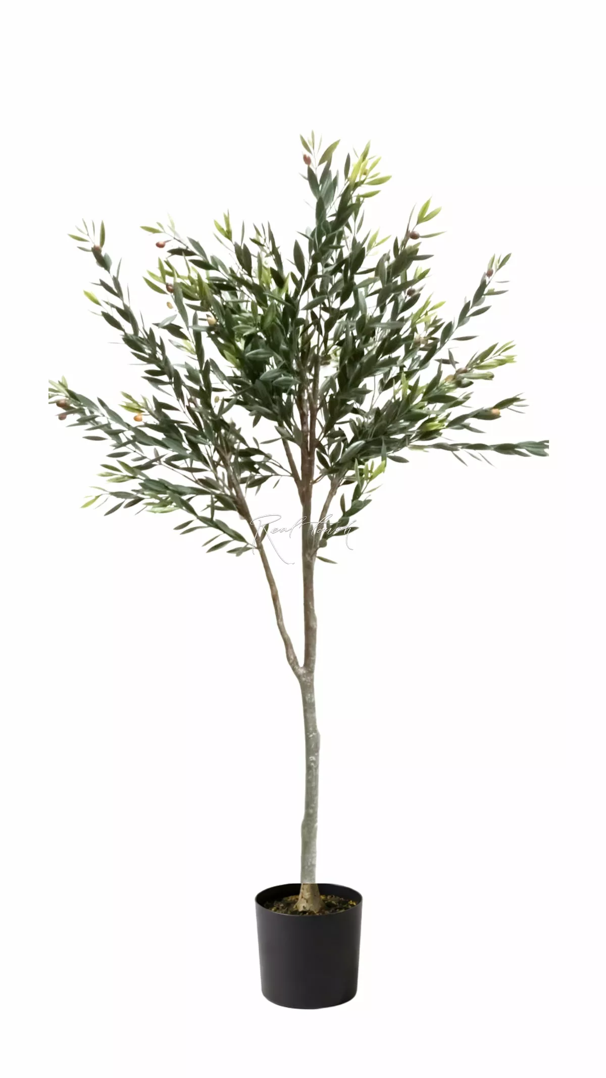 Olive tree-bush 160 cm - green