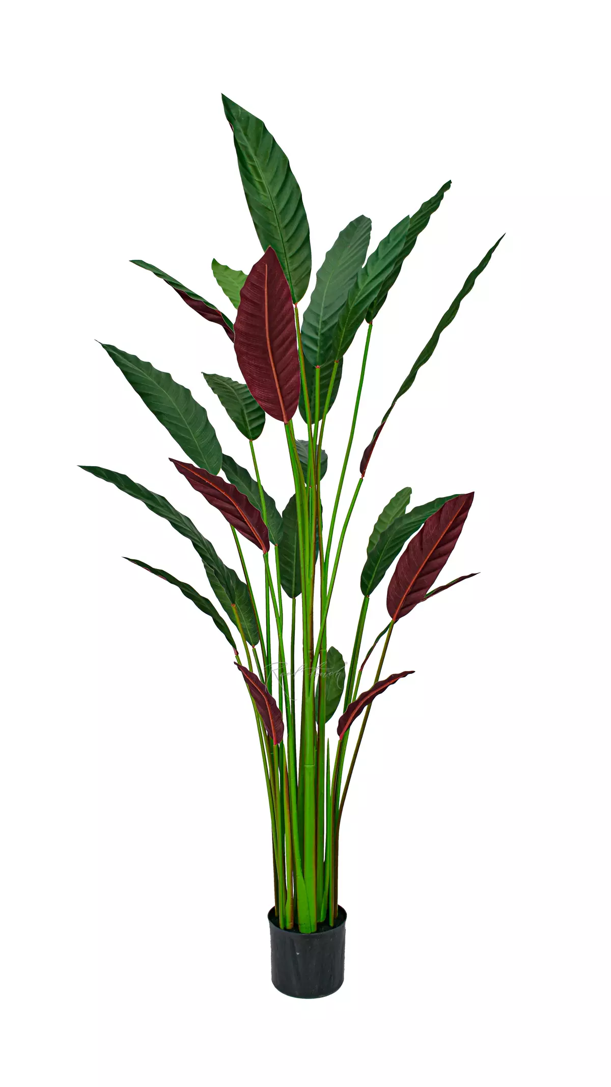 Artificial Calathea rufibarba 160cm  - Dark green