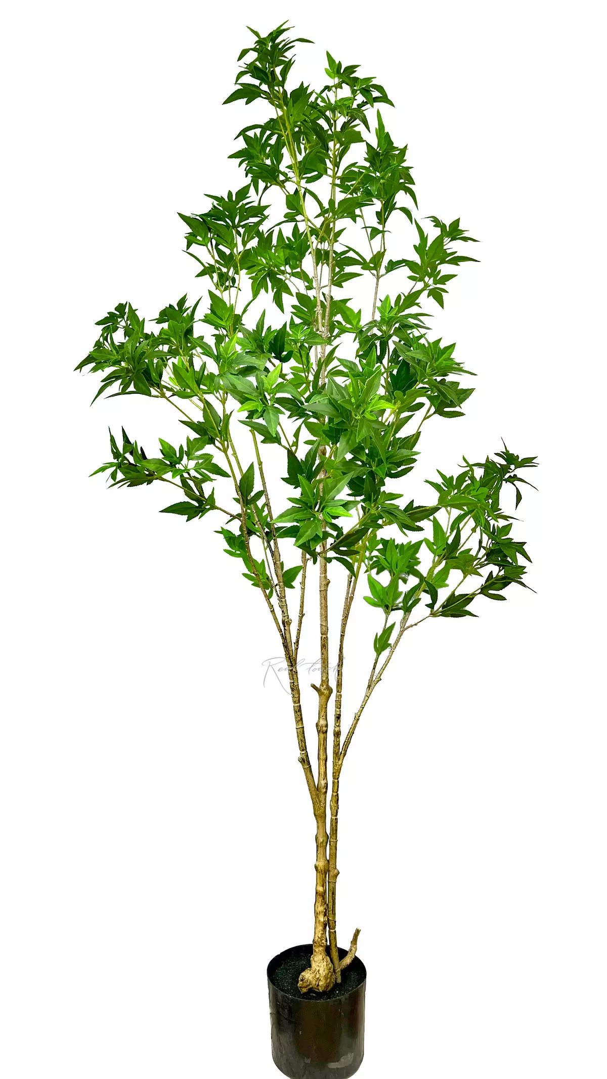 Japanese maple 170cm - green Japanese maple 170cm - green