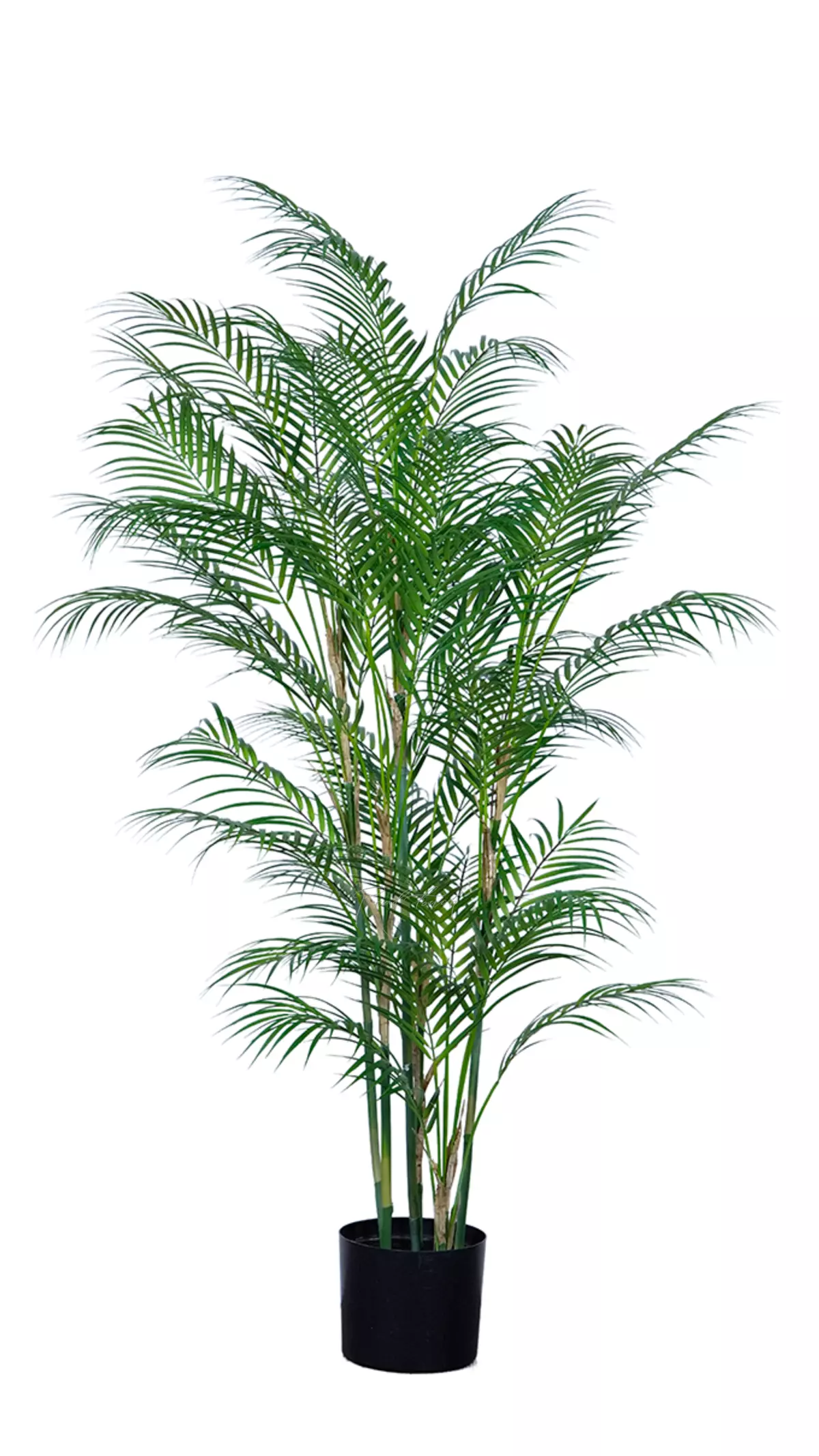 Areca high palm 150cm in a planter - green Areca high palm 150cm in a planter - green