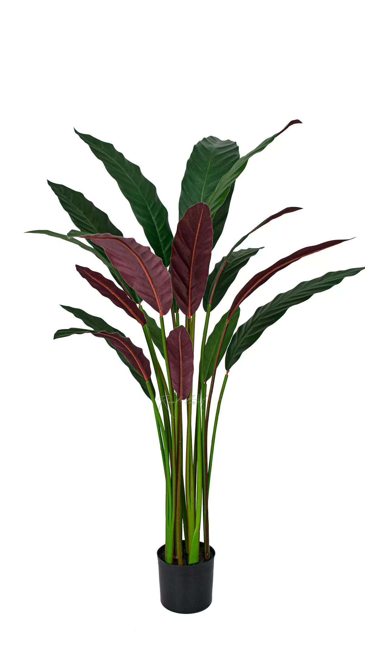 Artificial Calathea rufibarba 110cm  - Dark green