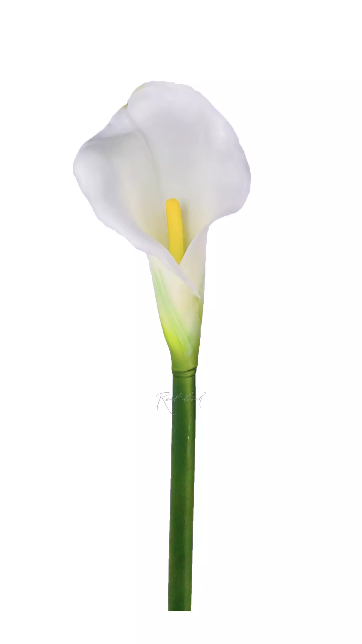 Real Touch Calla Lily Premium - white