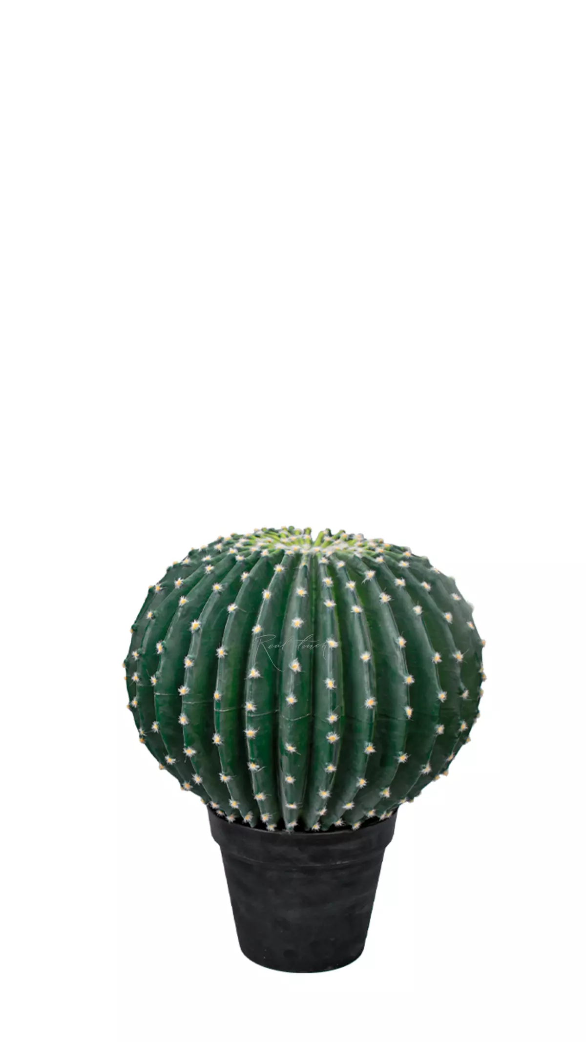 Echinocactus small with a small needle - blue green Echinocactus small with a small needle - blue green