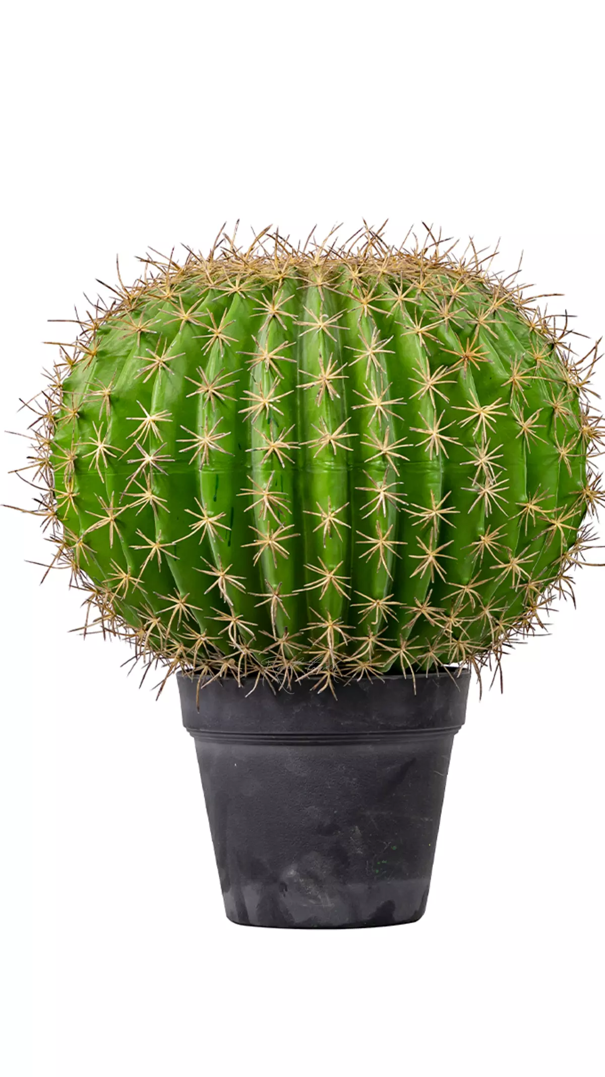 Echinocactus Grusonii  Golden barrel large - green