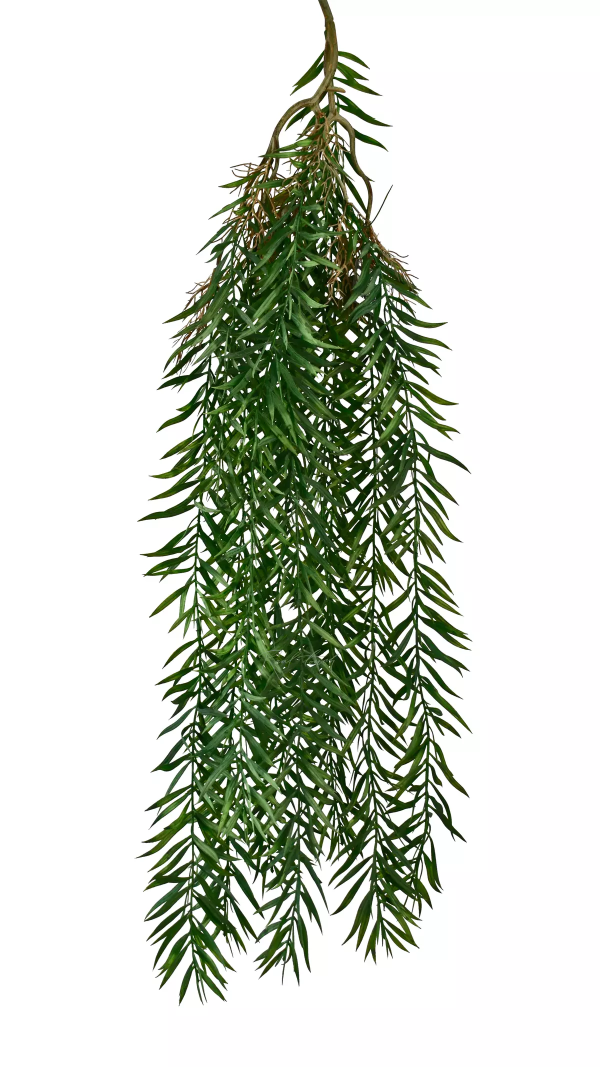 Afrocarpus graclior - green