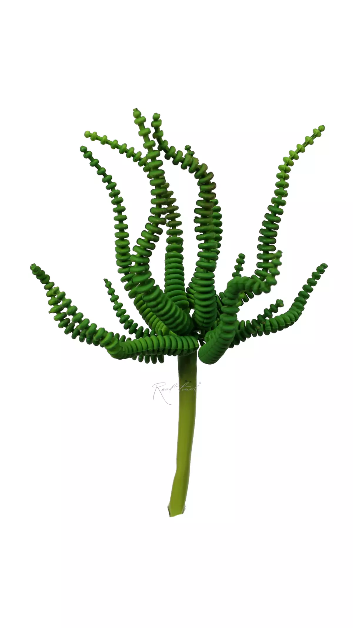 Real Touch Medusa's Head Succulent  - green