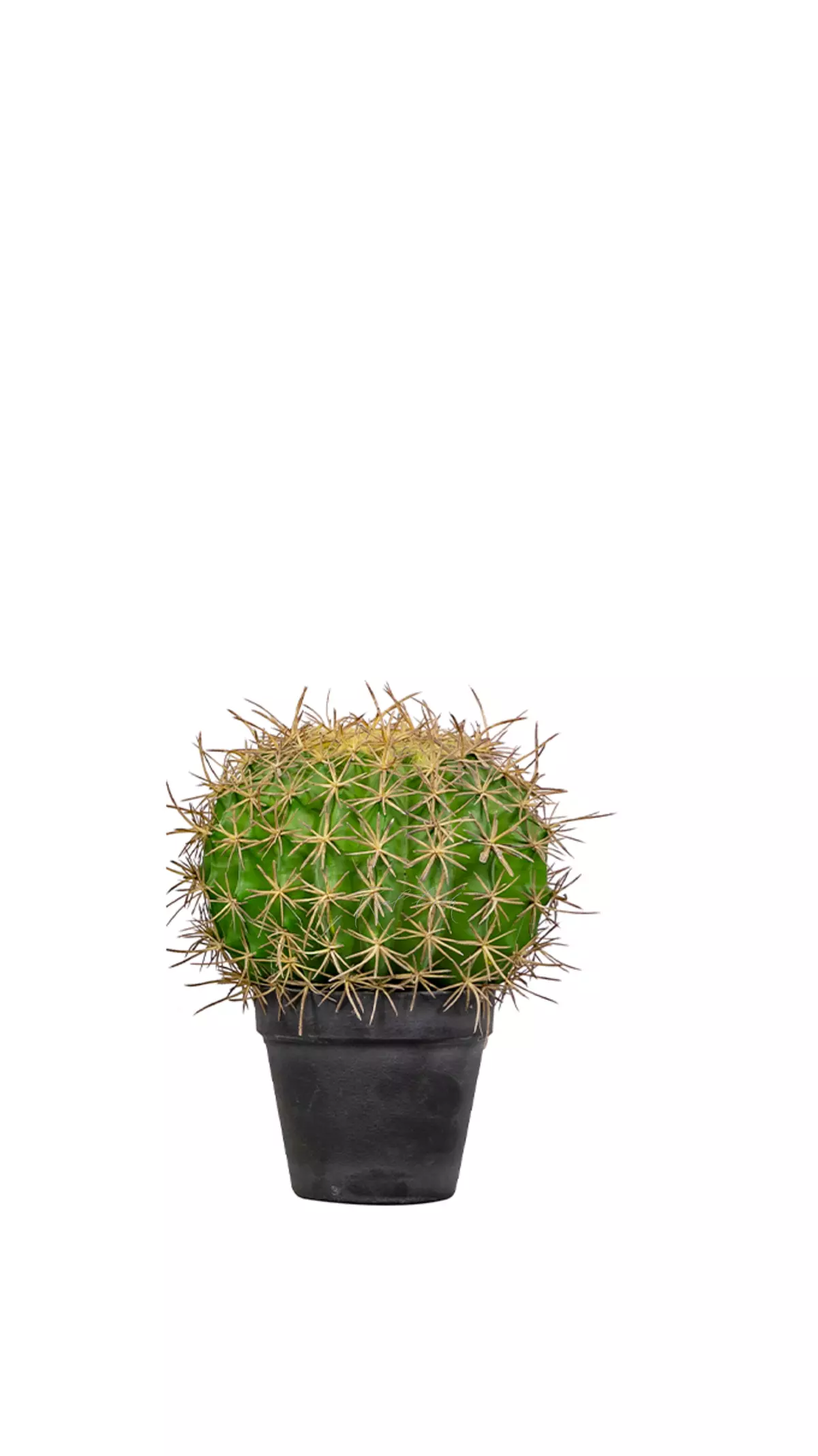 Echinocactus Grusonii Golden barrelsmall - green
