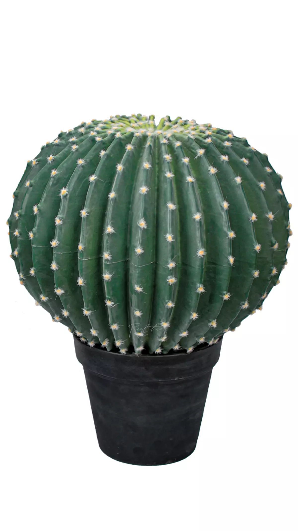 Echinocactus large golden barrel cactus with small needles - blue green Echinocactus large golden barrel cactus with small needles - blue green