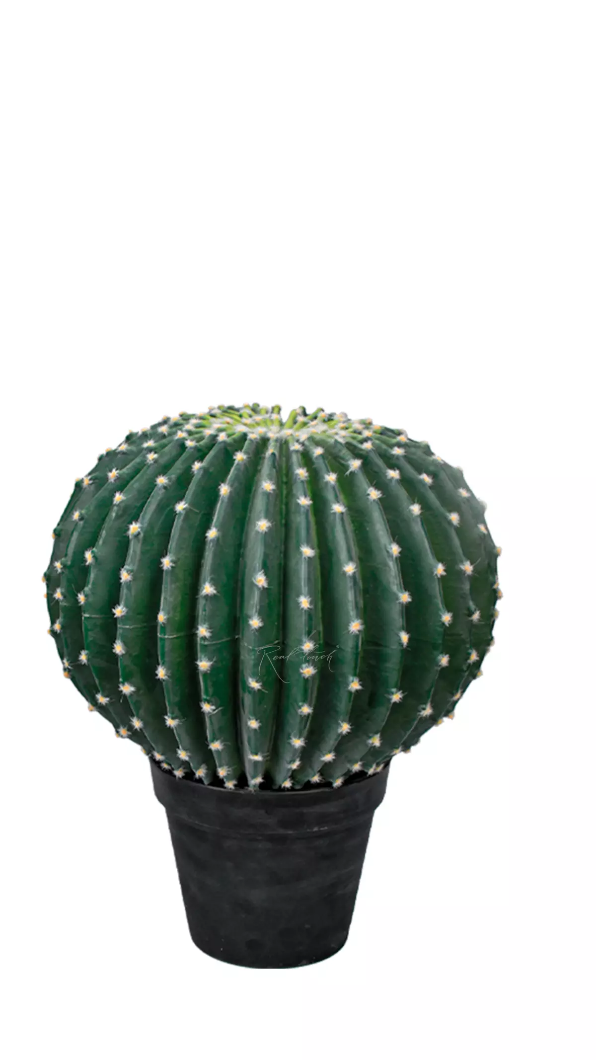 Echinocactus medium golden barrel cactus with small needles - blue green Echinocactus medium golden barrel cactus with small needles - blue green