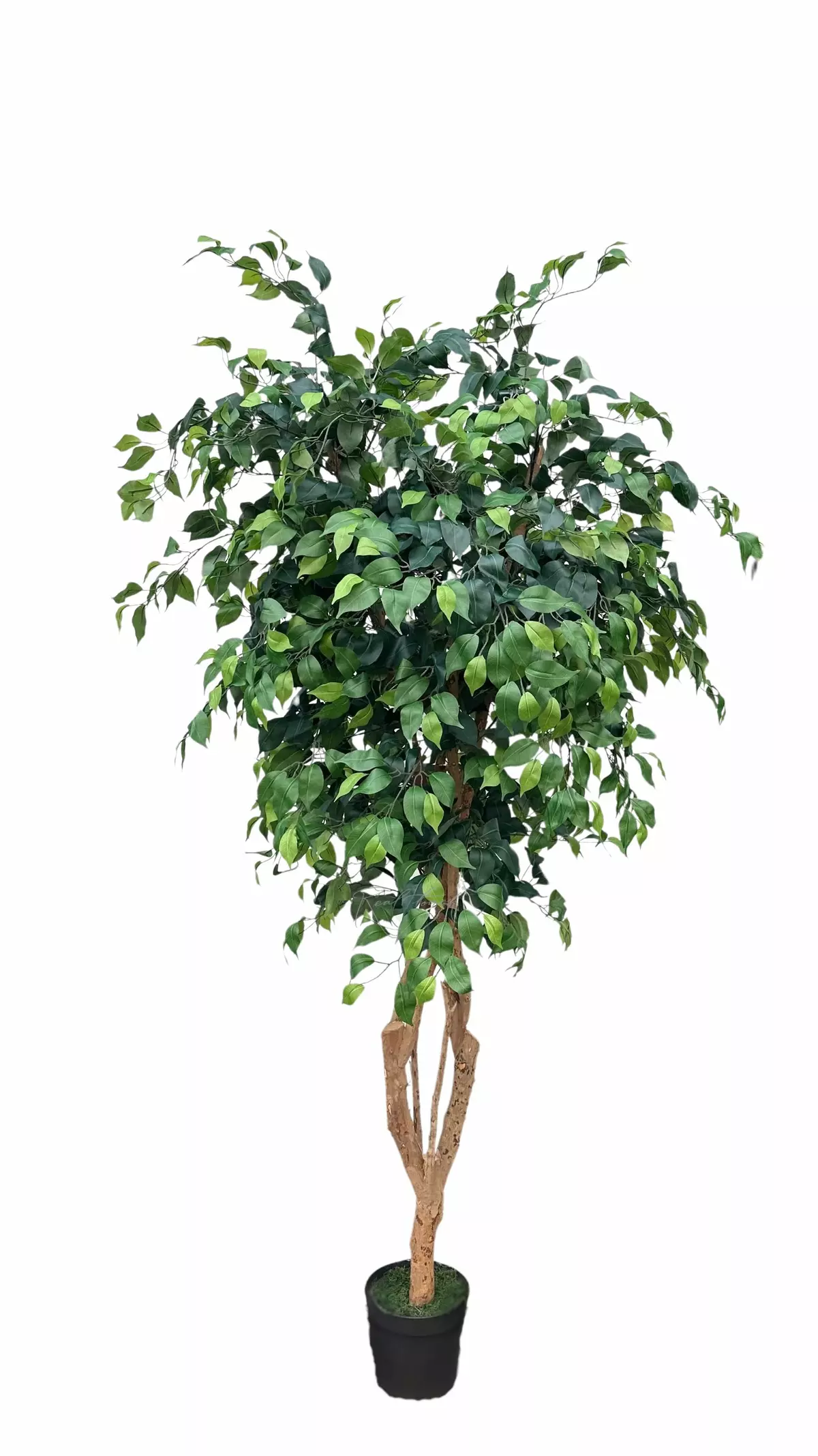 Ficus Benjamin on a live trunk 200cm  - green