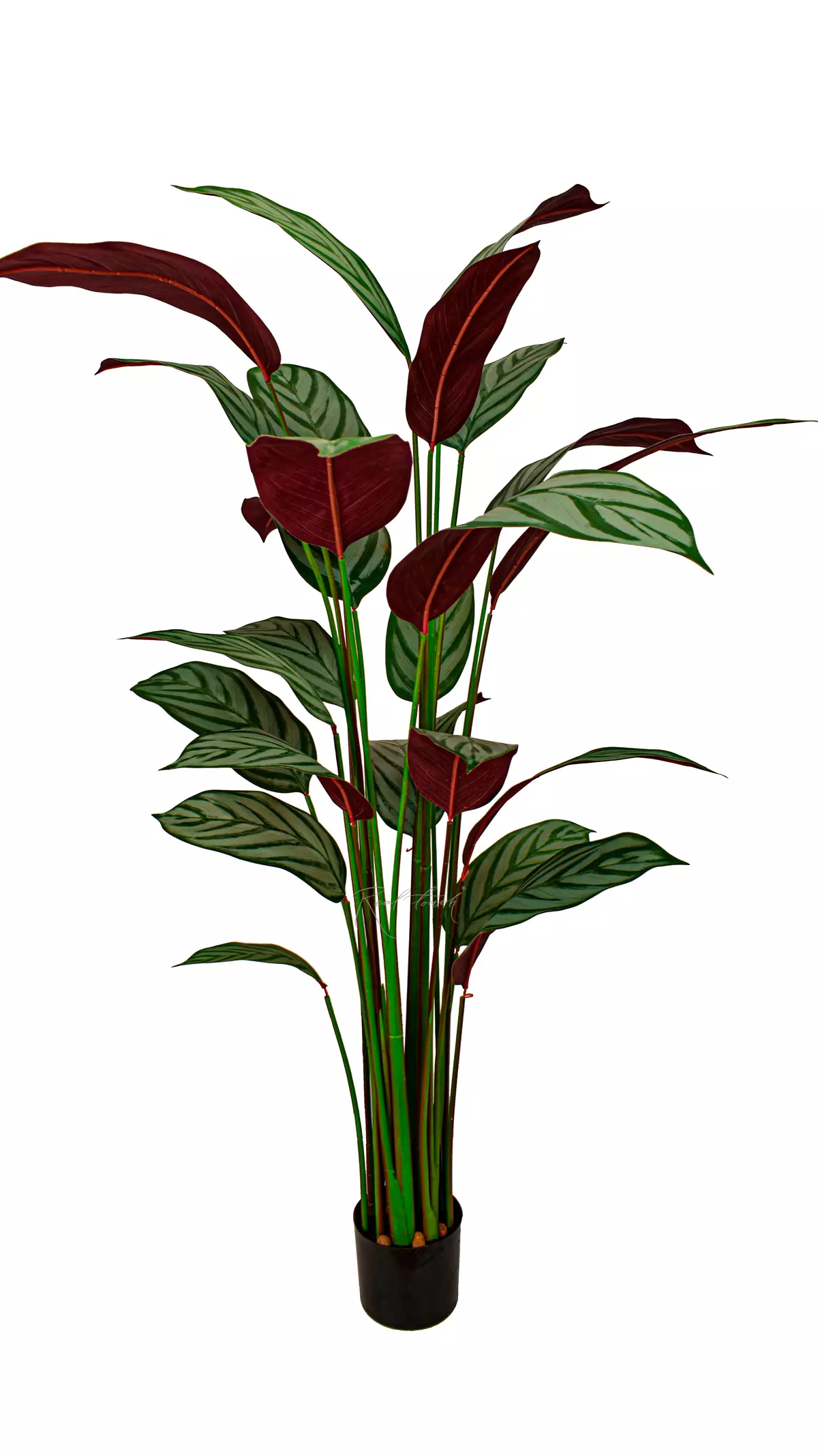 Artificial Calathea Freddie Bush 160cm  - white green