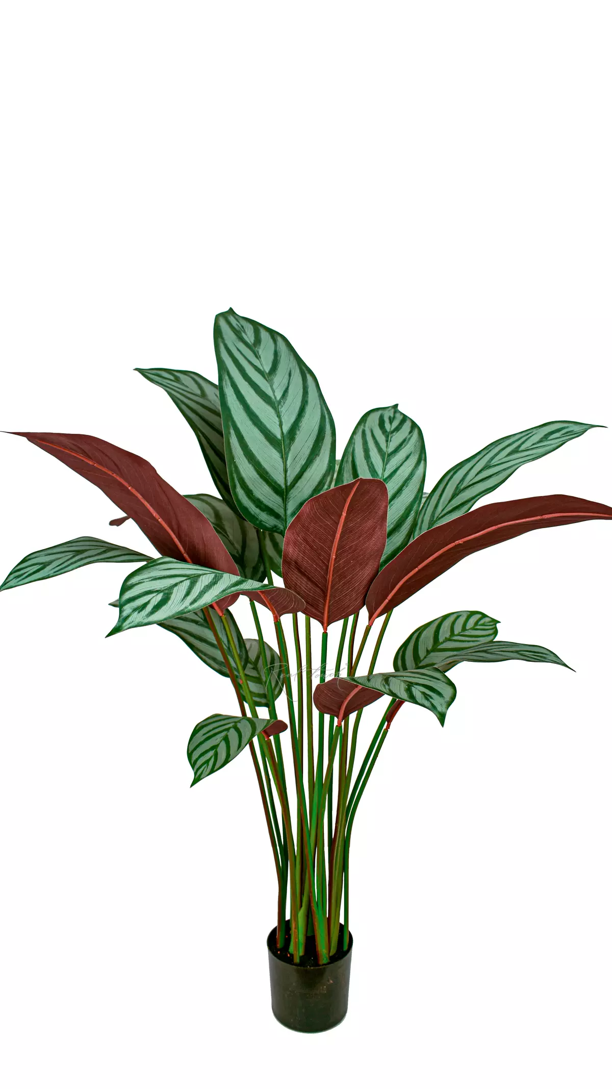Artificial Calathea Freddie Bush 110cm  - white green
