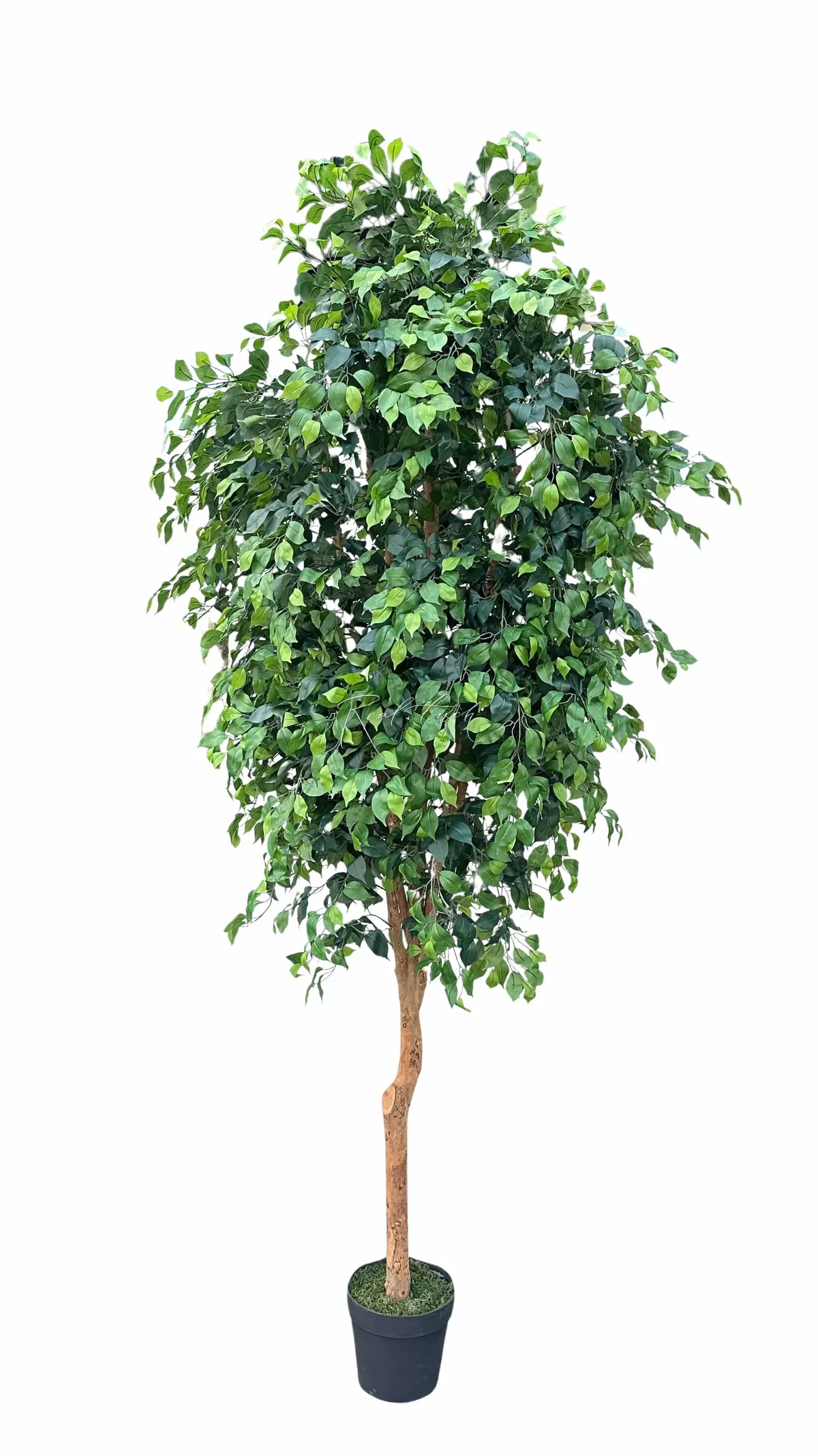 Ficus Benjamin on a live trunk 300cm - green