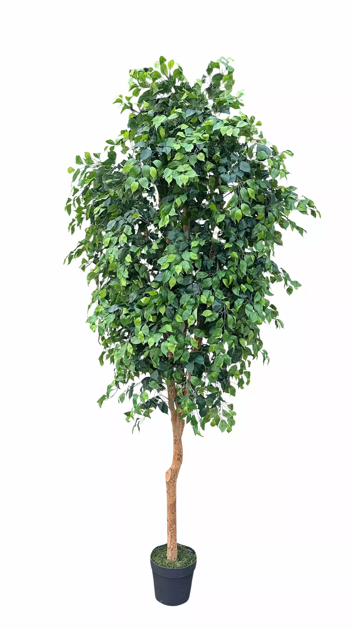 Ficus Benjamin on a live trunk 300cm  - green